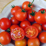 Semillas de tomate enano Red Robin, dulces, poco ácidas, determinadas, de polinización abierta, deliciosas