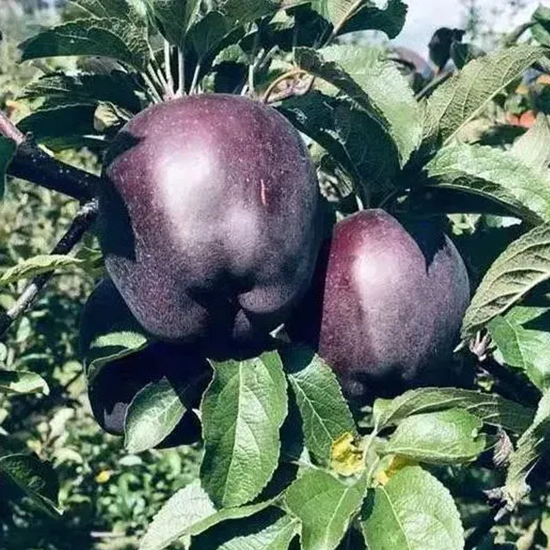Semillas raras de manzana Black Diamond