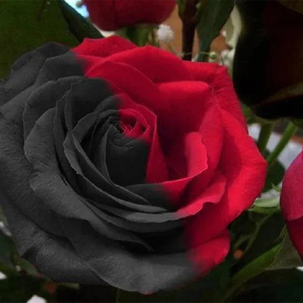 Carmen Rose - Twin Red Black Rose Seeds