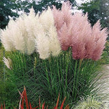 Pink Pampas Grass Seeds Ornamental Grass for Landscaping or Decoration 