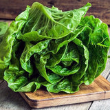 Parris Island Cos Romaine Lettuce Seeds Premium Vegetable Seeds