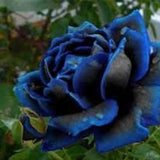 Midnight Supreme Rose Flower Seeds