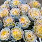 Semillas de rosa Rainbow Frost: ¡agregue un toque de magia helada a su jardín!