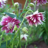 NORA BARLOW Pink COLUMBINE Aquilegia Caerulea Flower Seeds