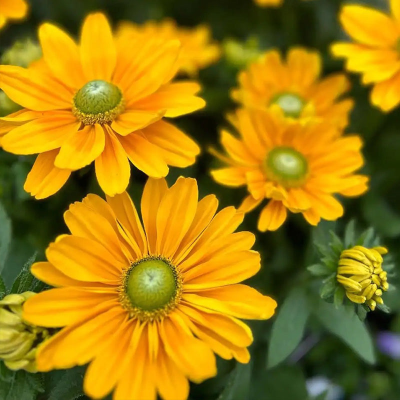 Green-Eyed Gloriosa Black-Eyed Susan Seeds