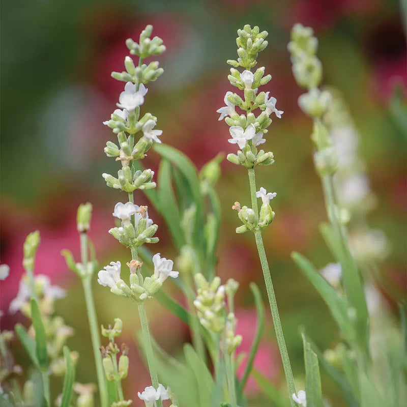 Lavanda, volantes de encaje