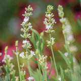 Lavanda, volantes de encaje