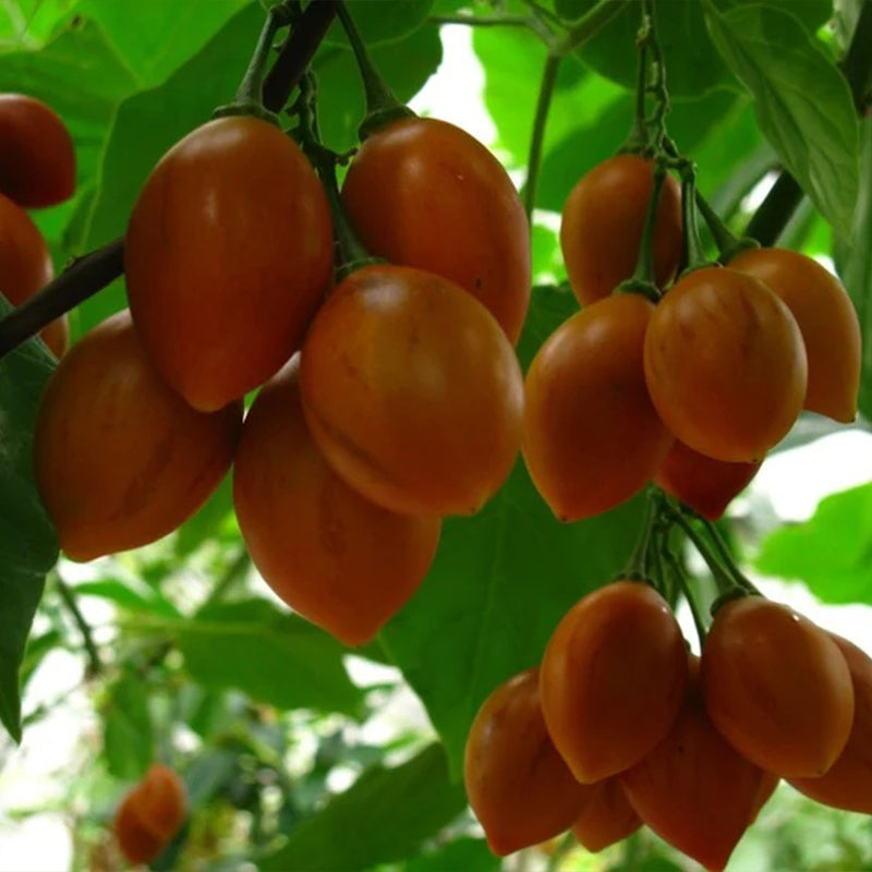 Solanum betaceum Yellow Fruit Tamarillo Tree Tomato