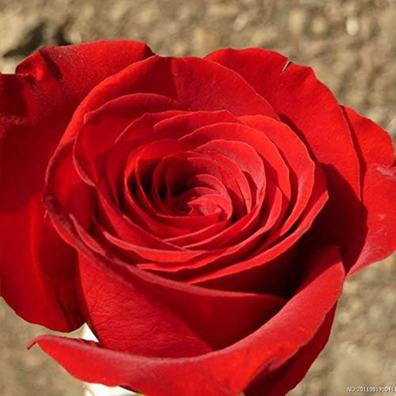 Mixed Multicolored Rose Flower Seeds Perennial Flowers Rare Plants