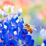 Texas Bluebonnet Wildflower Seeds