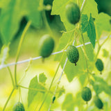 Cucumber, Mexican Sour Gherkin