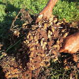 Semillas de maní Virginia Jumbo sin OGM, semillas frescas de jardín, ¡elección de los jardineros!