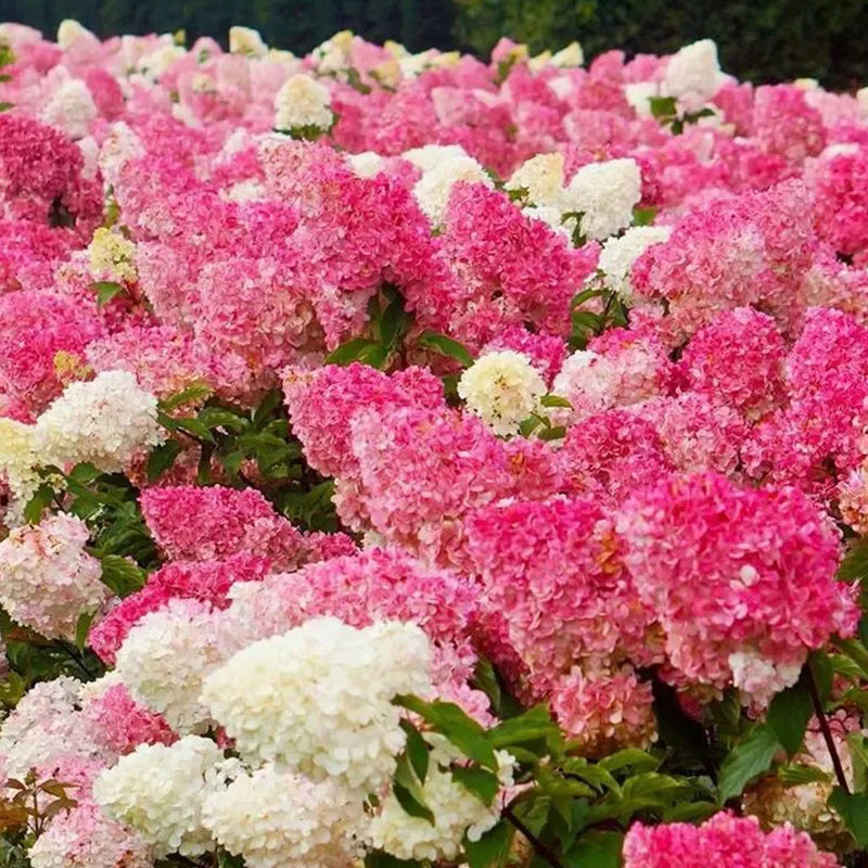 Hortensia con helado de fresa: belleza, reencuentro y gratitud