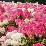 Hortensia con helado de fresa: belleza, reencuentro y gratitud