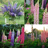 Delphinium Seeds Suitable for autumn & winter