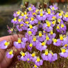 Utricularia sandersonii Seeds