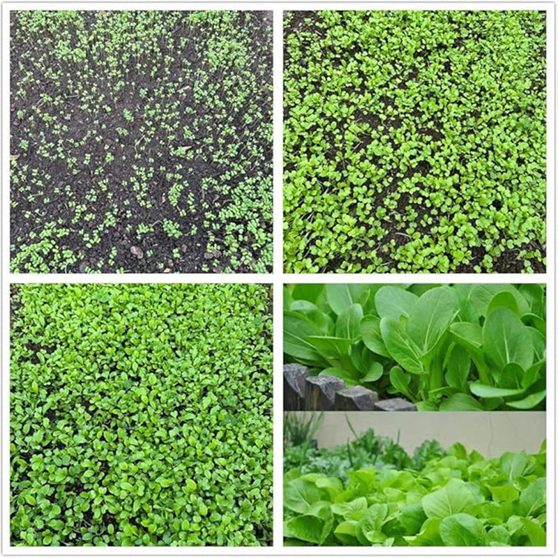 Semillas de Brassica Rapa Chinensis, semillas de Pakchoi, repollo blanco chino, semillas de hortalizas para plantar