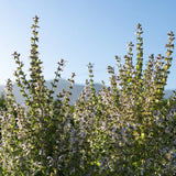 Clary Sage