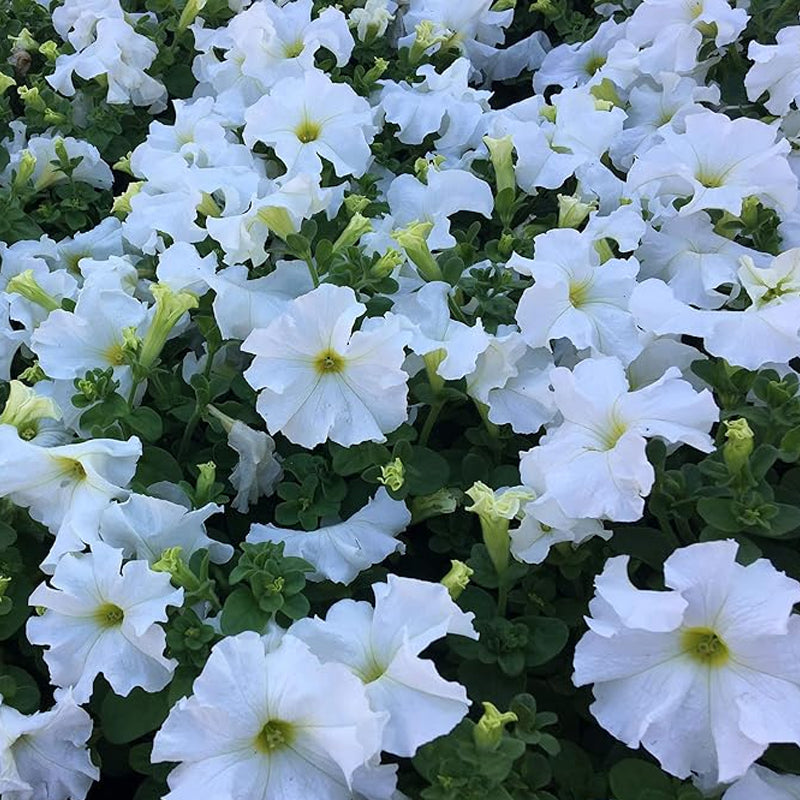 Annual Petunia Multiflora White Flower Seeds for Planting