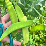 Bumper Crop Snow Pea Seeds