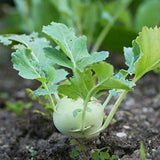 Kohlrabi Korist