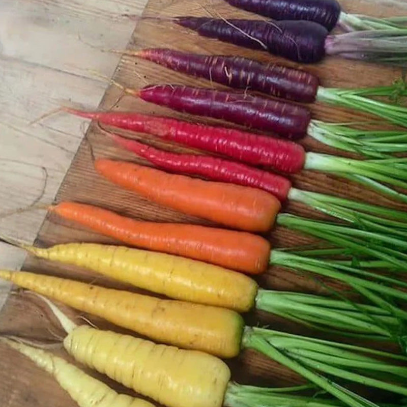 Rainbow Carrot Seeds Mix