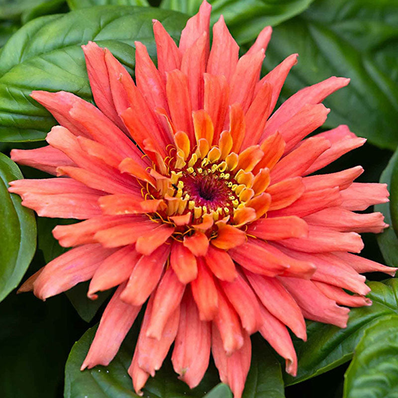 Amarilis de belleza rayada