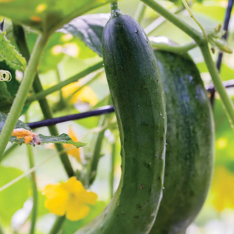 Pepino, belleza sin eructos