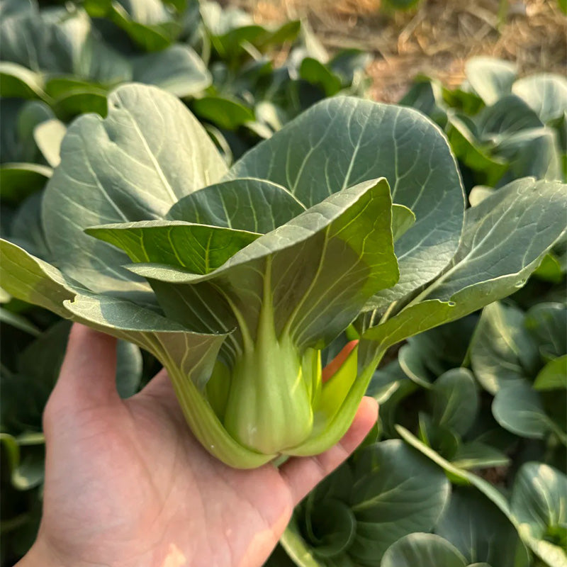 Heirloom Baby Bok Choy Seeds