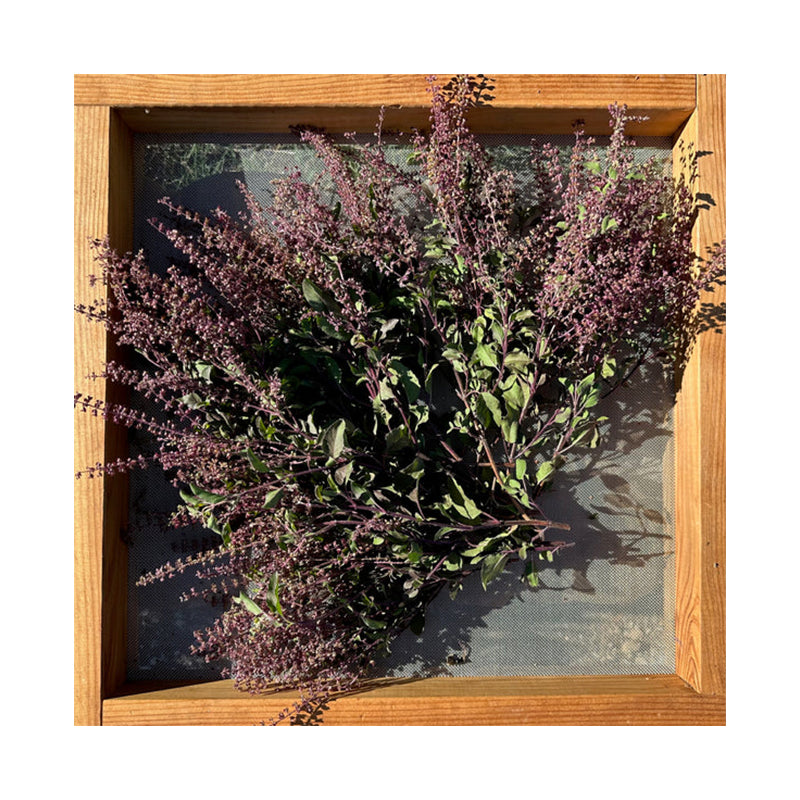 Tulsi / Albahaca sagrada: Rama