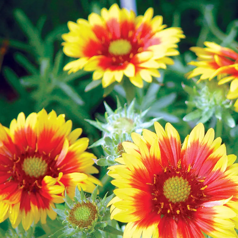 Gaillardia Arizona Sun Haiyiplants gaillardia-arizona-sun-haiyiplants