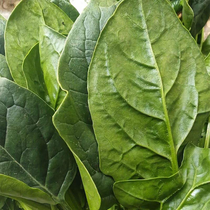 Dewy Green Spinach Seeds