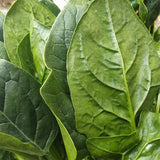 Dewy Green Spinach Seeds