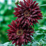 Rare Dahlias