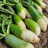 Emerald Sweet Green Radish Seeds