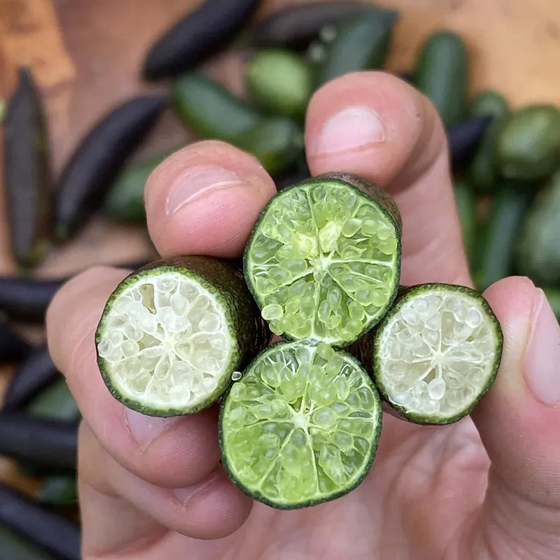 Finger Lime Seeds-Citrus Australasica