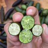 Finger Lime Seeds-Citrus Australasica
