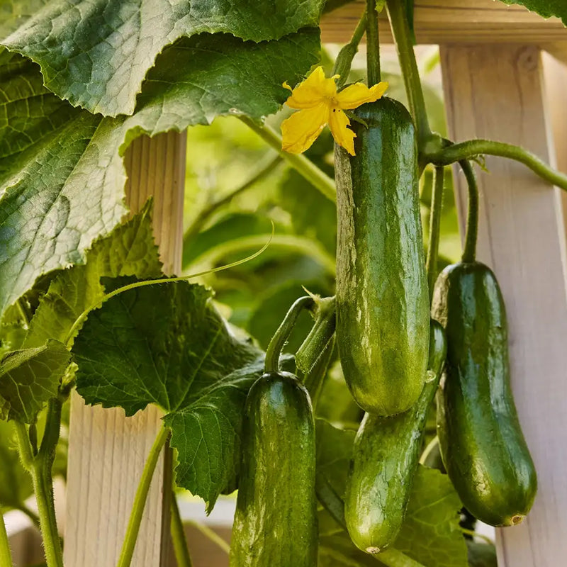 Pepino, mini, híbrido para fiestas