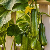 Pepino, mini, híbrido para fiestas