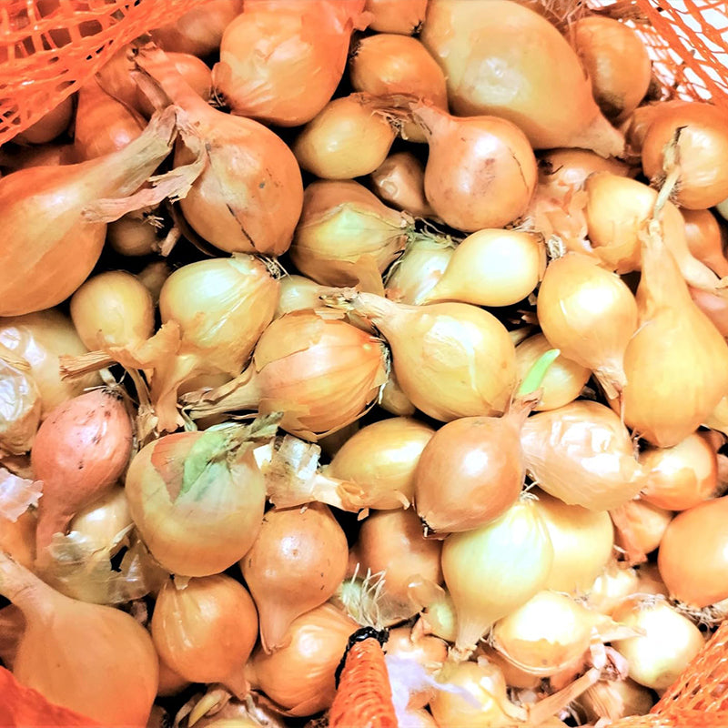 Yellow Stuttgarter Onion Sets Seeds,Noon Day Neutral Planting Set Growing Vegetable Scallion Green Seed