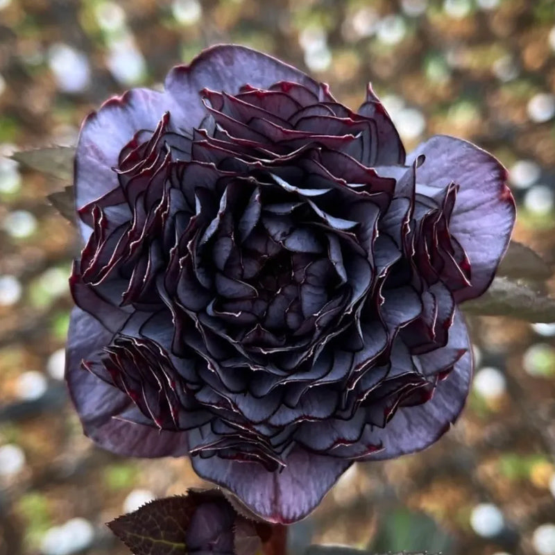 Mysterious Black Bark Double Petal Rose Seeds