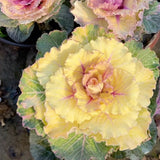 Winter-Cabaret Ornamental Kale Seeds