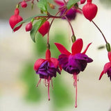 Fuchsia Hybrida Voss Seeds The fairy flower