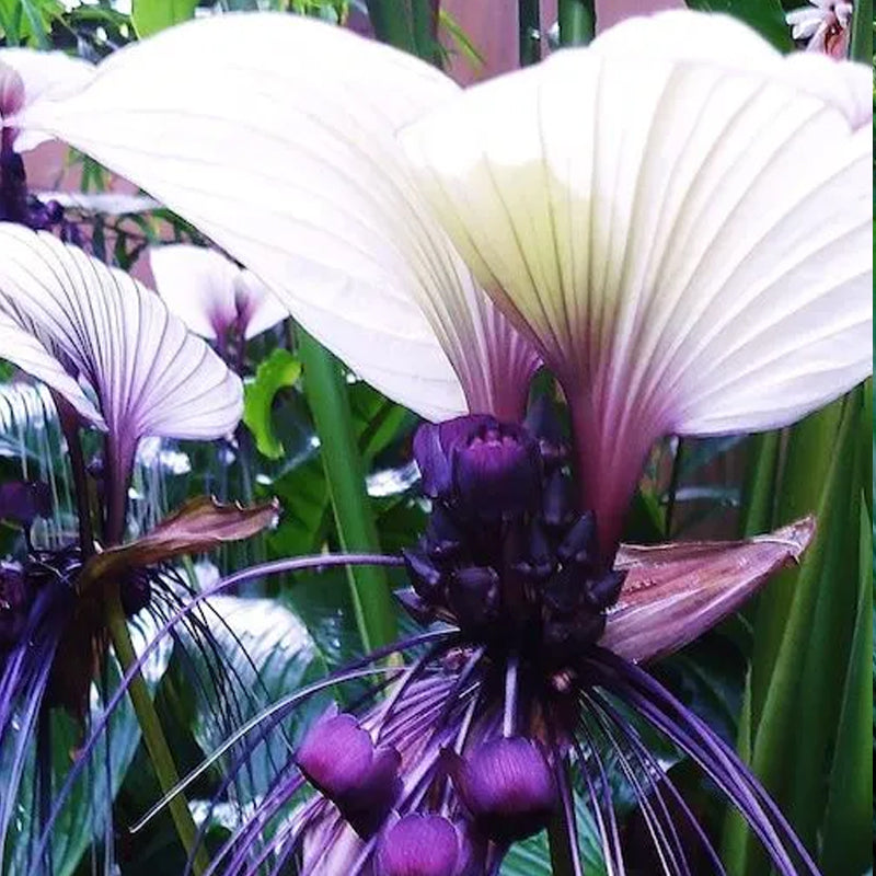 Angel Trumpet Double Purple Flower Seeds Brugmansia Datura