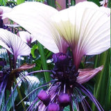 Angel Trumpet Double Purple Flower Seeds Brugmansia Datura
