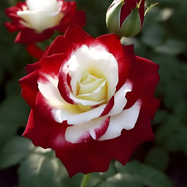 Rosas gemelas raras: resplandor del atardecer