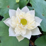 Bonsai Double Lotus Seeds-Pure Heart