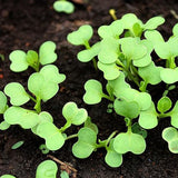 Semillas de pak choi bebé - Shanghai Green Stem - también conocido como pak choi, pok choi, repollo chino