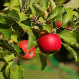 Semillas de manzano en miniatura Planta de fruta de manzana enana de alto rendimiento y floración perfecta para contenedores