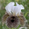 Multi-Varieties Iris Fall Planting